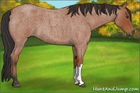 Horse Color:Bay Roan 