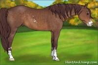 Horse Color:Chocolate Brown Sabino 