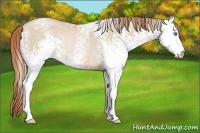 Horse Color:White Spotted Smoky Black Pearl Rabicano 