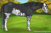 Horse Color:Black  and Black Splash 