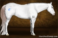 Horse Color:White Spotted Bay Dun Appaloosa 