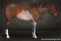 Horse Color:Bay Roan 