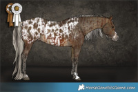 Horse Color:Gray Bay Appaloosa and Silver Buckskin Frame Appaloosa