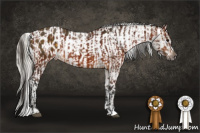 Horse Color:Gray Bay Appaloosa  and Silver Buckskin Frame Appaloosa 