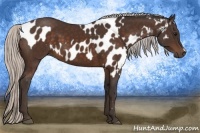 Horse Color:Silver Bay Appaloosa and Silver Bay