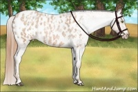 Horse Color:Bay Roan Pearl Appaloosa  and Brown Roan Pearl Appaloosa 
