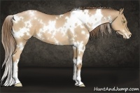 Horse Color:White Spotted Liver Chestnut Pearl 