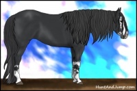 Horse Color:Black Sabino Splash 