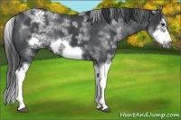 Horse Color:White Spotted Blue Roan Splash Frame Varnish 