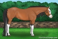 Horse Color:Bay Splash 