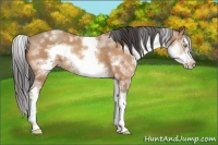 Horse Color:White Spotted Amber Champagne Splash Frame 