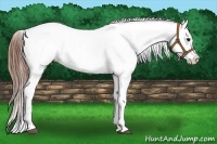 Horse Color:Blue Roan Splash Appaloosa 