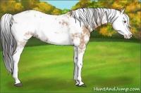 Horse Color:Bay Dun Sabino 