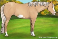 Horse Color:Silver Amber Champagne Frame 