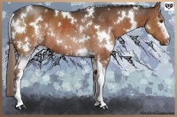 Horse Color:White Spotted Liver Chestnut Rabicano 
