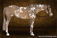 Horse Color:White Spotted Chocolate Palomino Sabino 