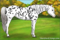 Horse Color:Blue Roan Appaloosa