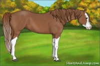 Horse Color:Chestnut Splash 