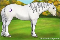 Horse Color:Watercolor Bay Appaloosa Rabicano 