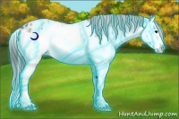 Horse Color:Thunderstruck Buckskin Splash Appaloosa 