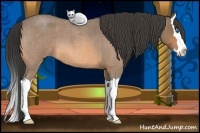 Horse Color:Buckskin Roan Splash