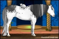 Horse Color:White Spotted Blue Roan Splash