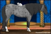 Horse Color:Smoky Blue Roan