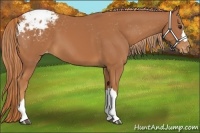 Horse Color:Chestnut Appaloosa 
