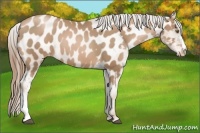 Horse Color:Liver Chestnut Pearl Appaloosa 