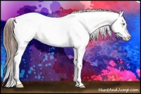 Horse Color:Amber Champagne Appaloosa 