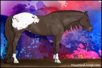 Horse Color:Liver Chestnut Appaloosa