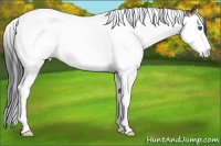Horse Color:Classic Champagne Sabino Splash Tobiano
