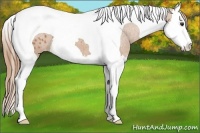 Horse Color:Chestnut Splash Tobiano Appaloosa