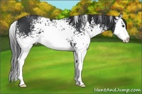 Horse Color:White Spotted Black Sabino Splash 