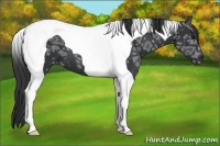 Horse Color:Black Ice Tobiano 