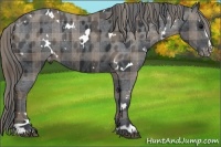 Horse Color:Plaid  White Spotted Black Sabino Appaloosa 