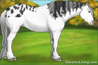 Horse Color:Black Splash Appaloosa 