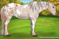 Horse Color:White Spotted Chestnut Appaloosa 
