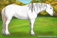 Horse Color:Bay Sabino Splash Appaloosa 
