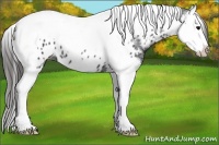 Horse Color:Black Splash Tobiano Appaloosa 