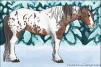 Horse Color:Bay Splash Tobiano Appaloosa 