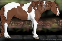 Horse Color:Chestnut Sabino Tobiano