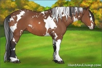 Horse Color:White Spotted Bay Splash Tobiano Rabicano