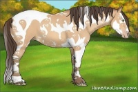 Horse Color:Amber Champagne Splash Tobiano