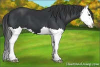 Horse Color:Black Splash 