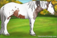 Horse Color:Bay Splash Tobiano Appaloosa