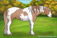Horse Color:Chestnut Splash Tobiano Appaloosa 