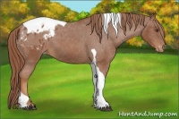 Horse Color:Chestnut Tobiano Appaloosa 