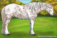 Horse Color:Chestnut Splash Tobiano Appaloosa