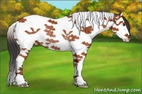 Horse Color:Bay Splash Tobiano Rabicano